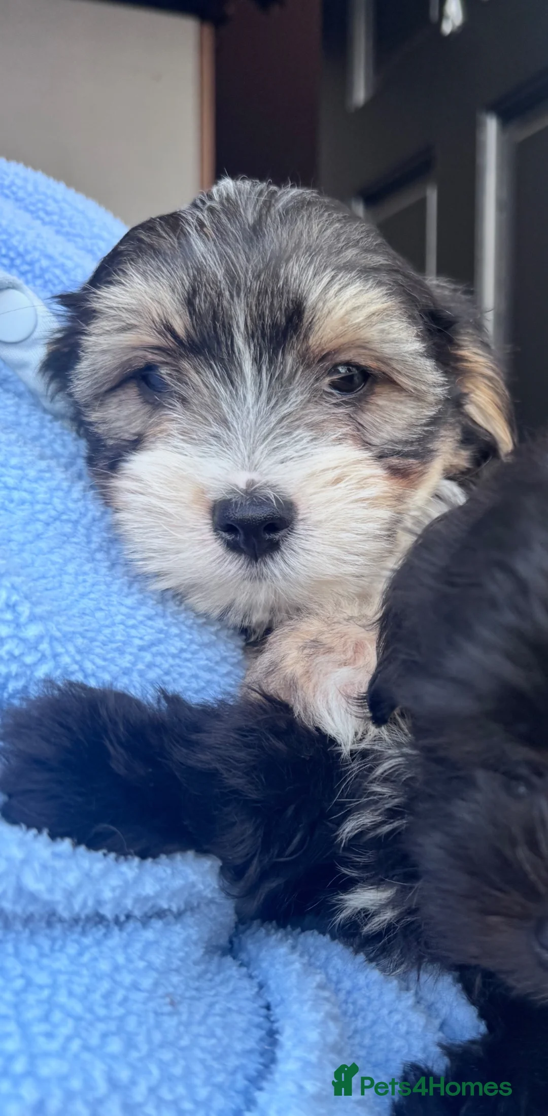 Mixed Breed dogs for sale: 14 week yorkiepoo puppy + everything you need - Advert 1