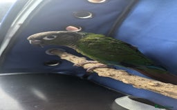 Conures birds for sale: Green cheek conjure  - Image 2