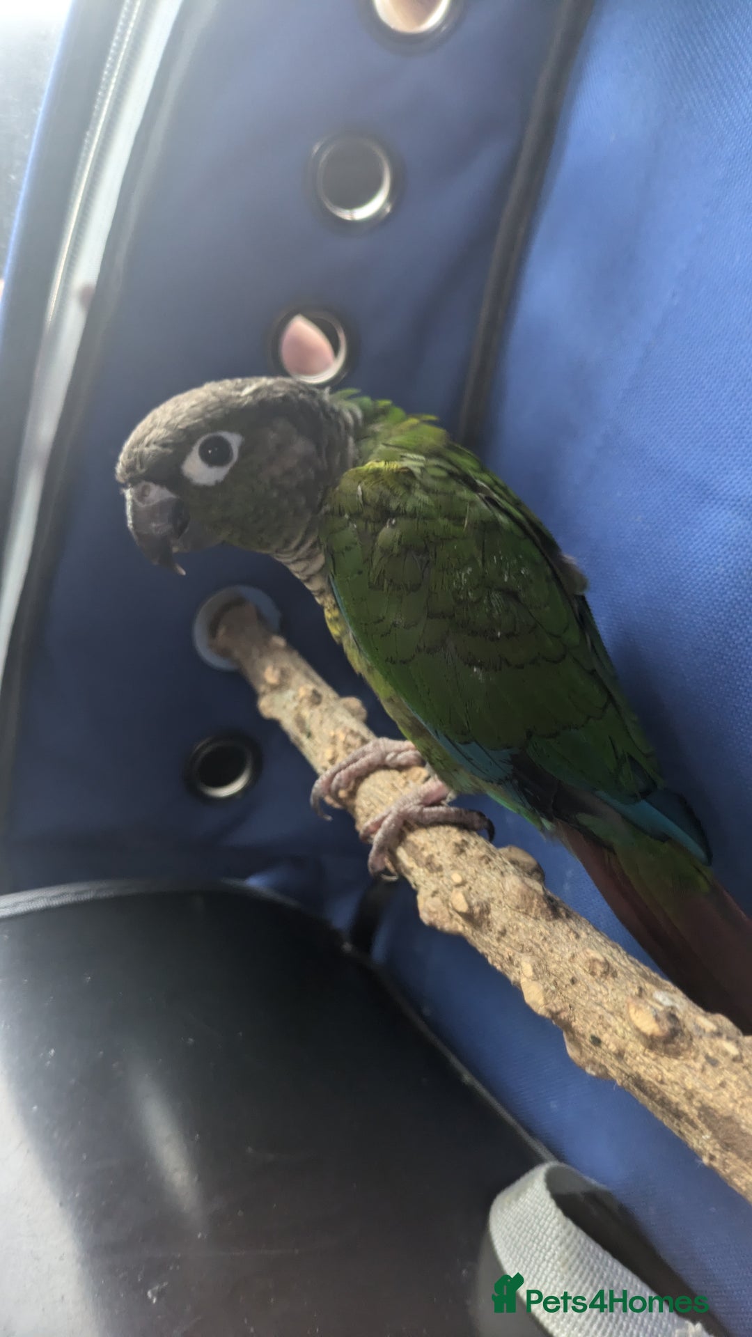 Conures birds for sale: Green cheek conjure  - Image 2