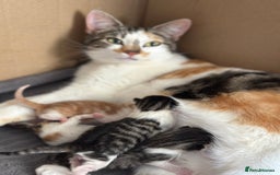 British Shorthair cats for sale: 4 adorable 9 week old kittens for sale - Image 20