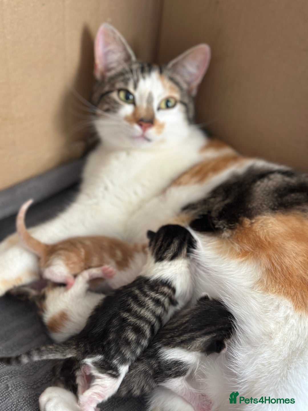 British Shorthair cats for sale: 4 adorable 9 week old kittens for sale - Image 20