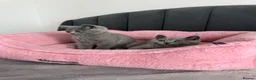 British Shorthair cats for sale: British shorthair kittens - Advert 11