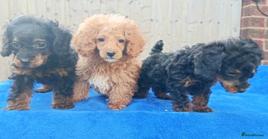 Toy Poodle dogs - Advert 2