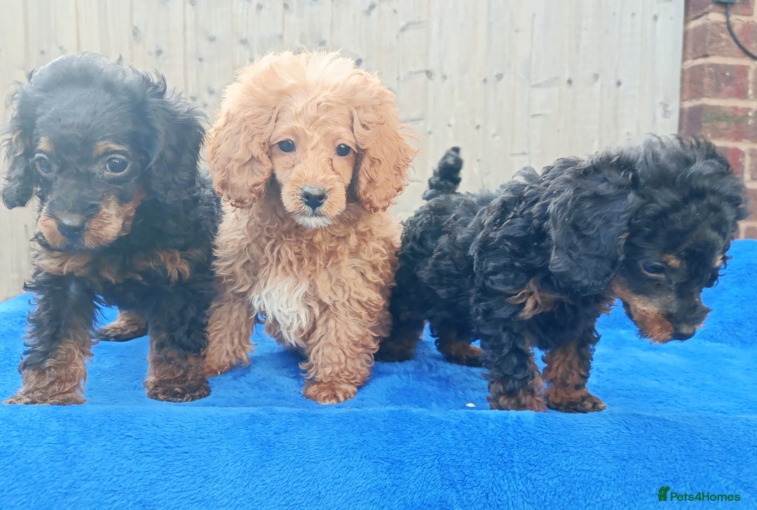 Toy Poodle dogs for sale: STUNNING TOY POODLES KC REG HEALTH TESTED  - Image 3