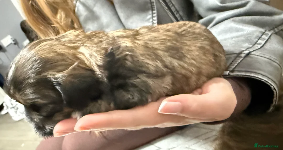 Shih Tzu dogs for sale: Shih Tzu puppies - Advert 29