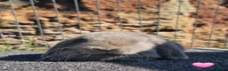 Mini Lop rabbits for sale: Vaccinated Mini Lops  - Advert 2