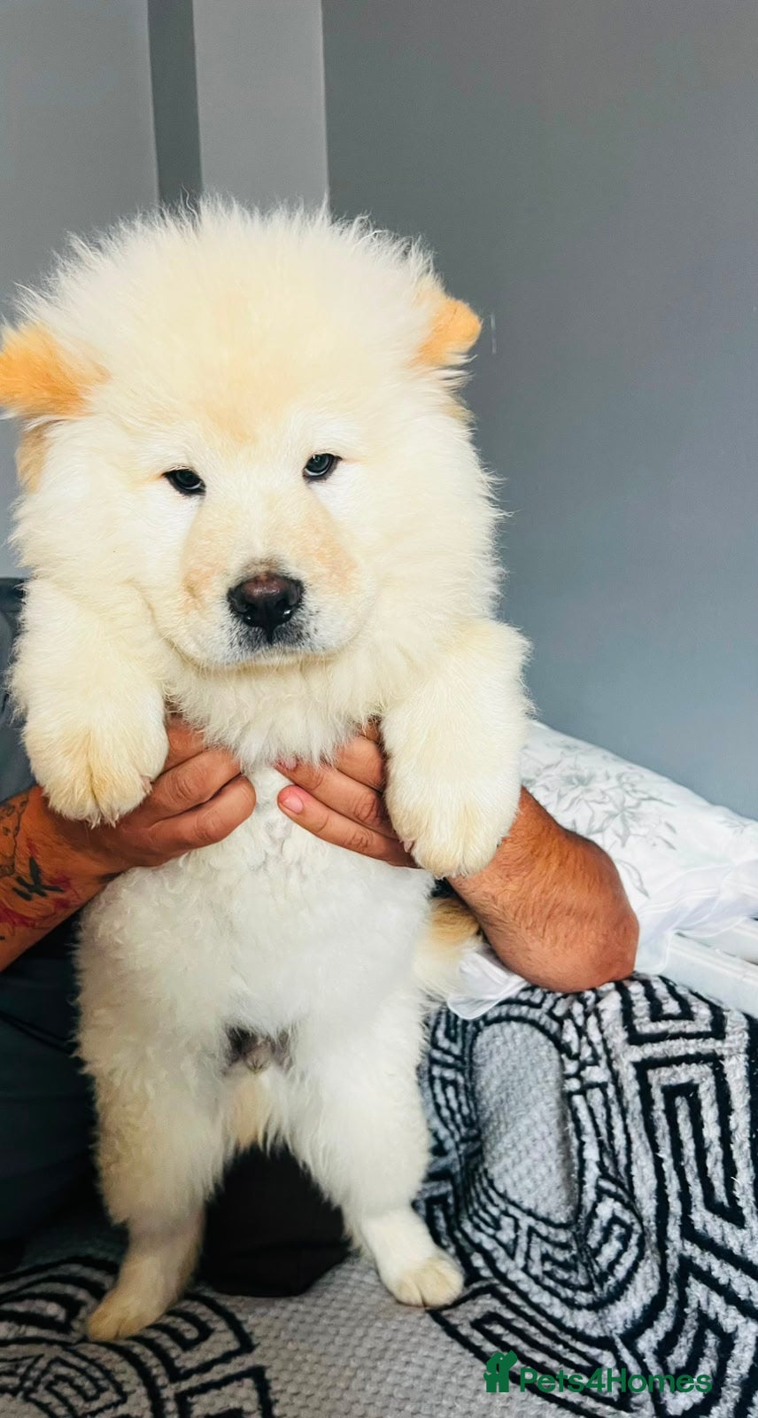 Chow Chow dogs for sale: Beautiful Chow Chow Puppies  - Advert 10
