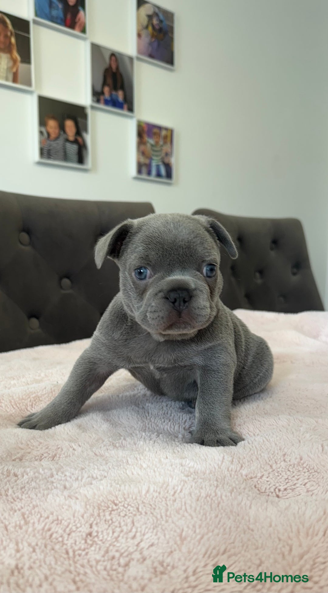 French Bulldog dogs for sale: Beautiful Frenchie Boys  - Image 5