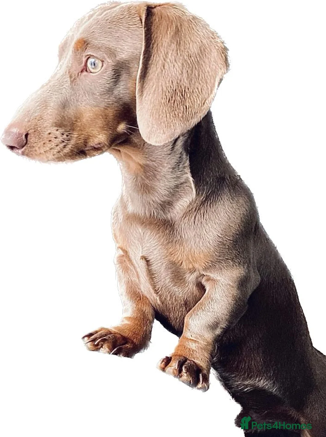 Miniature Dachshund dogs for stud: ⭐️KC ISABELLA L/l1 PRA DM & OI CLEAR COI0.0% STUD  in Gunnislake - Advert 8