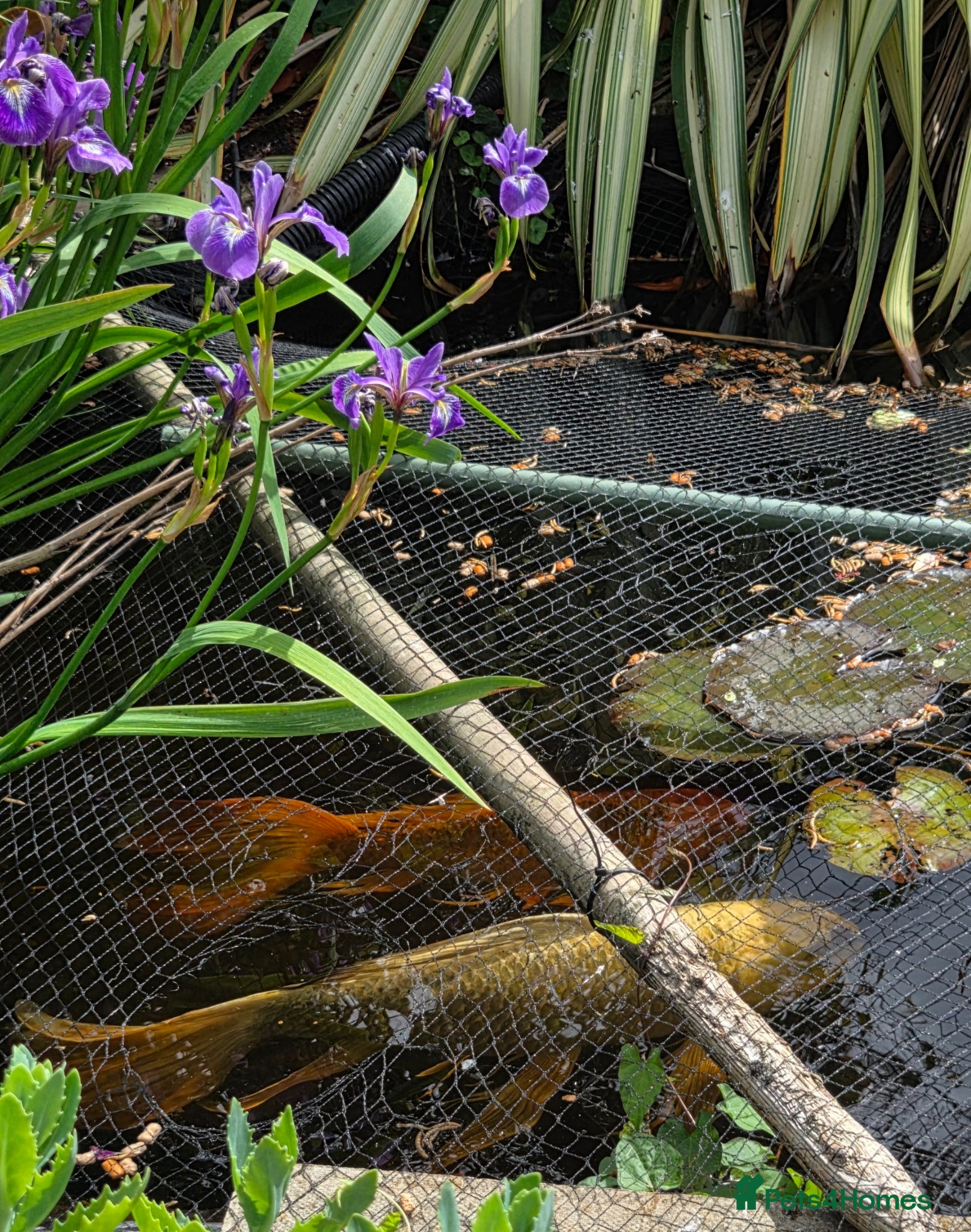 Koi Carp fish for sale: Butterfly koi  in Sittingbourne - Advert 1