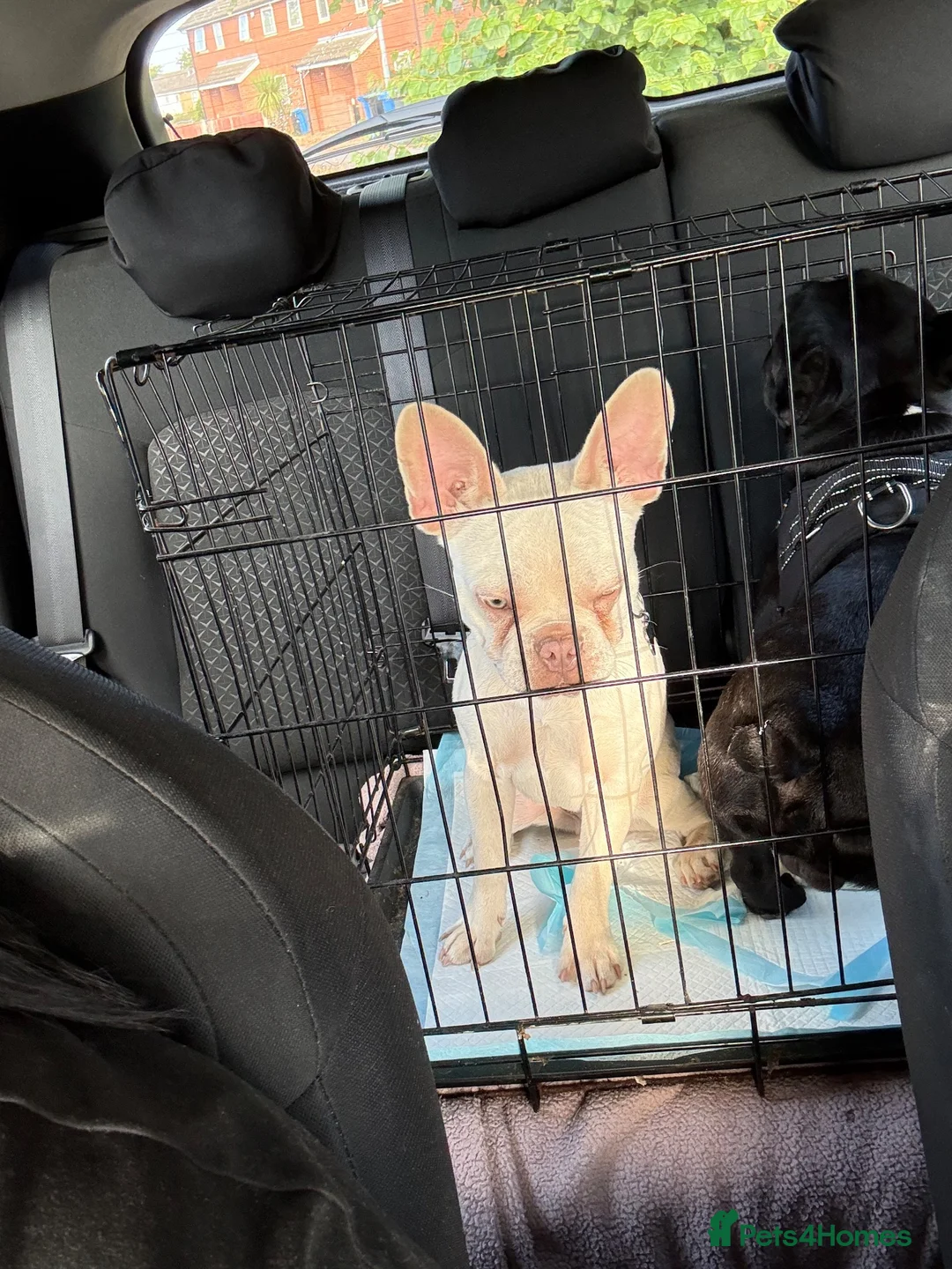 French Bulldog dogs for sale: 7 months old in Ipswich - Advert 9
