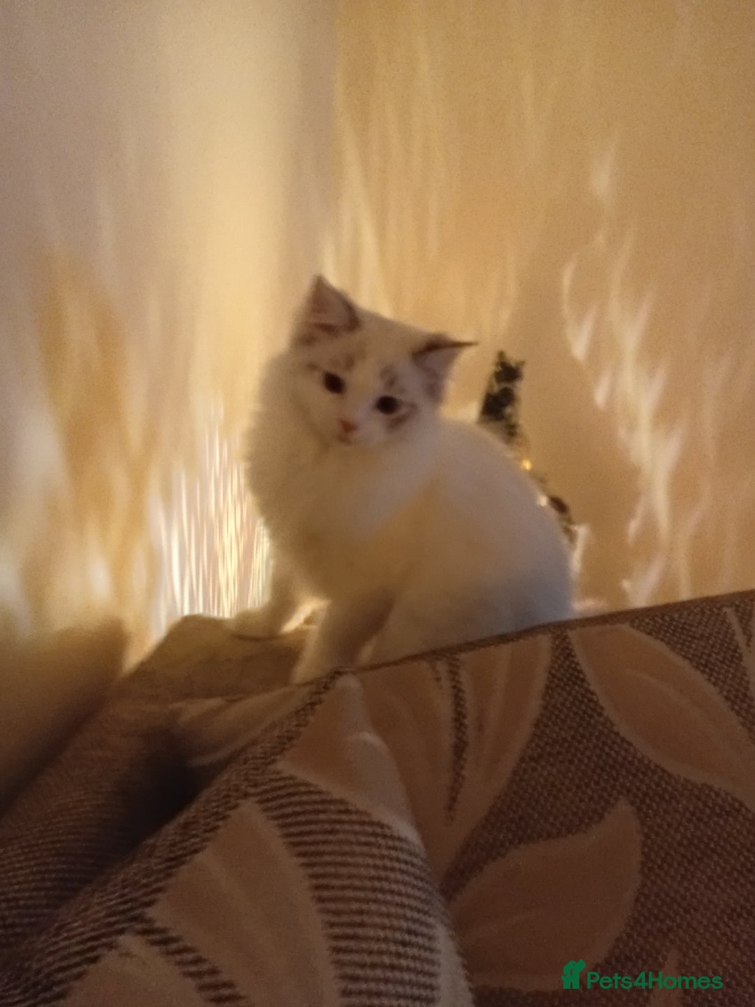 Ragdoll cats for sale: Ragdoll kitten  - Advert 5