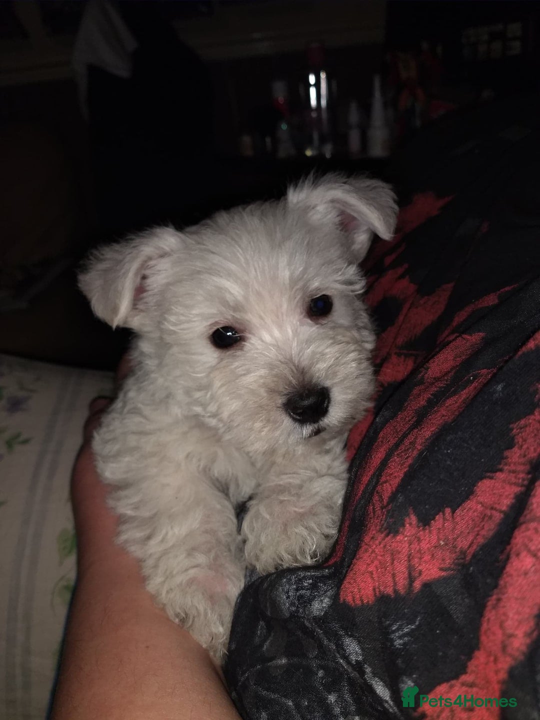 West Highland Terrier dogs for stud: For stud in Consett - Image 12