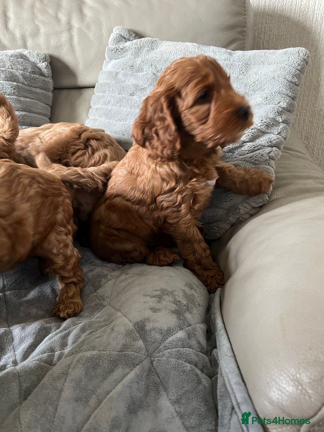 Cockapoo dogs for sale: Beautiful Red F1B Cockapoo puppies  - Image 20