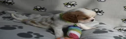 Cavalier King Charles Spaniel dogs for sale: Fully Health Tested KC Cavalier King Charles S in Rugby - Advert 5