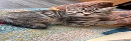Mixed Breed cats for sale: Mixed Breed Kittens for sale - Advert 22