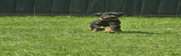 Dobermann dogs for sale: ☆☆Ready to leave Today  Black Doberman Puppies☆☆ - Advert 12