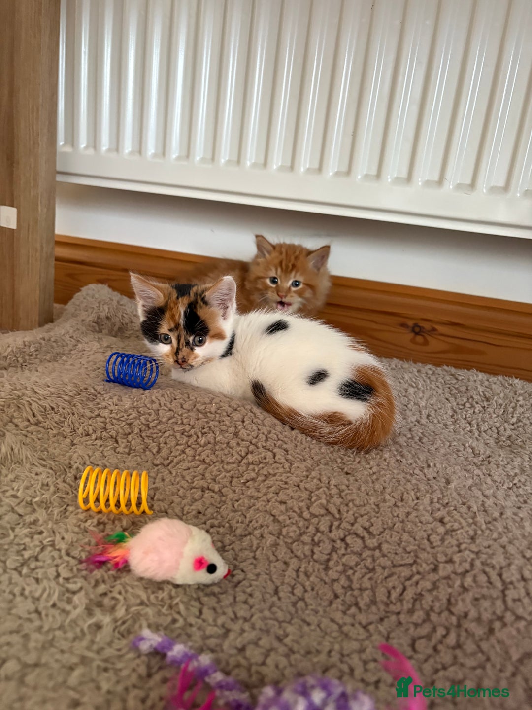 Domestic Shorthair cats for sale: Gorgeous pair of fostered kittens  - Image 4
