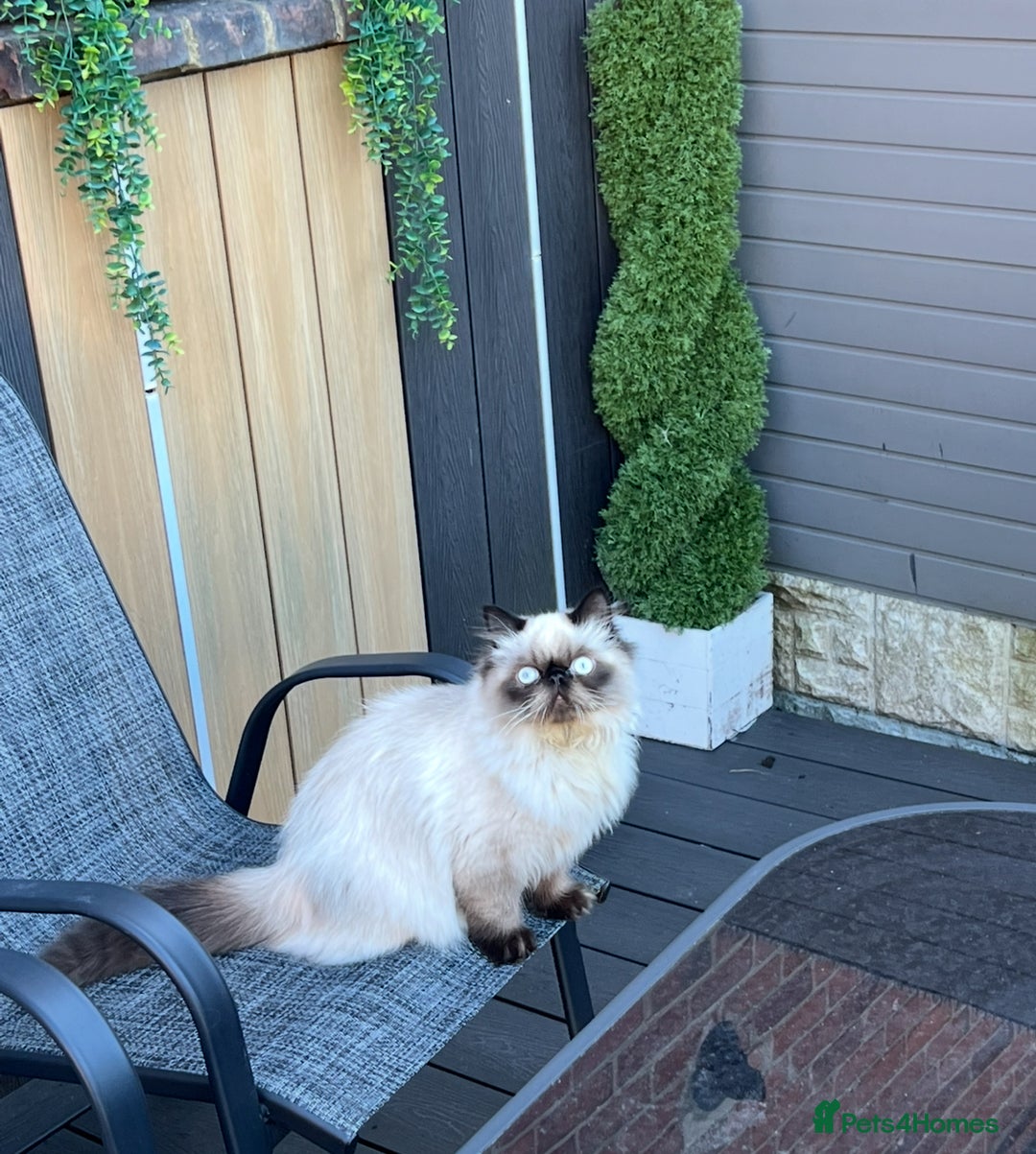 Persian cats for stud: PKD negative Himalayan Persian cat for stud only - Image 10