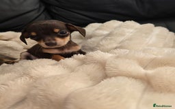 Miniature Dachshund dogs for sale: Miniature dachshunds  - Image 2