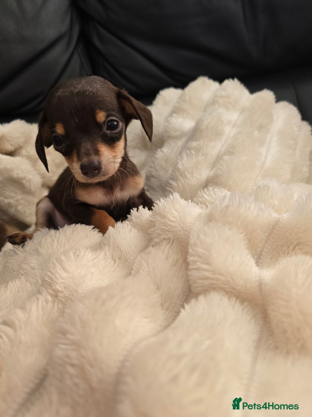 Miniature Dachshund dogs for sale: Miniature dachshunds  - Image 2
