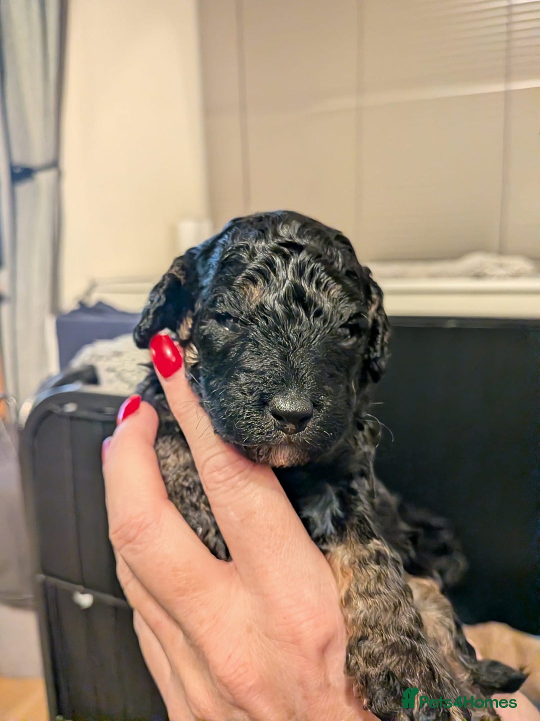 Mixed Breed dogs for sale: F1B Ttoodle Puppies  - Advert 4