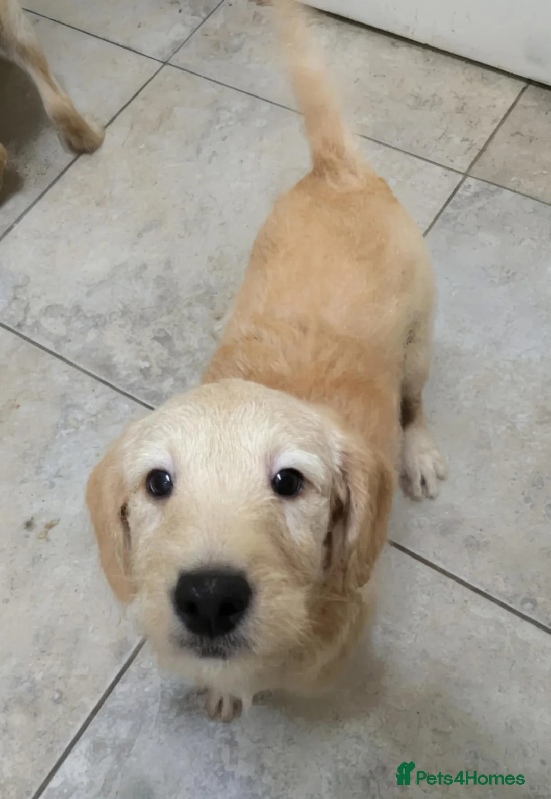 Labradoodle dogs for sale: Labradoodle puppys in Portsmouth - Advert 3