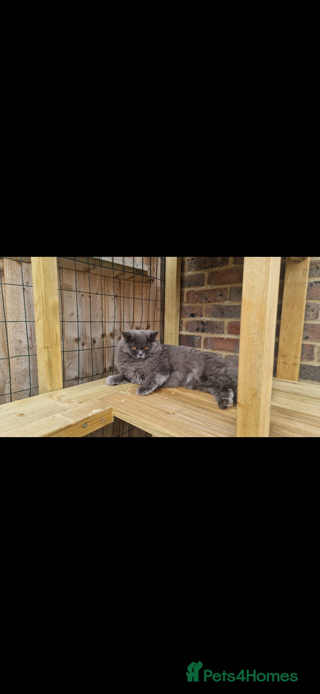 British Longhair cats for sale: 💙 Gorgeous British Longhair Queen 💙 - Image 5