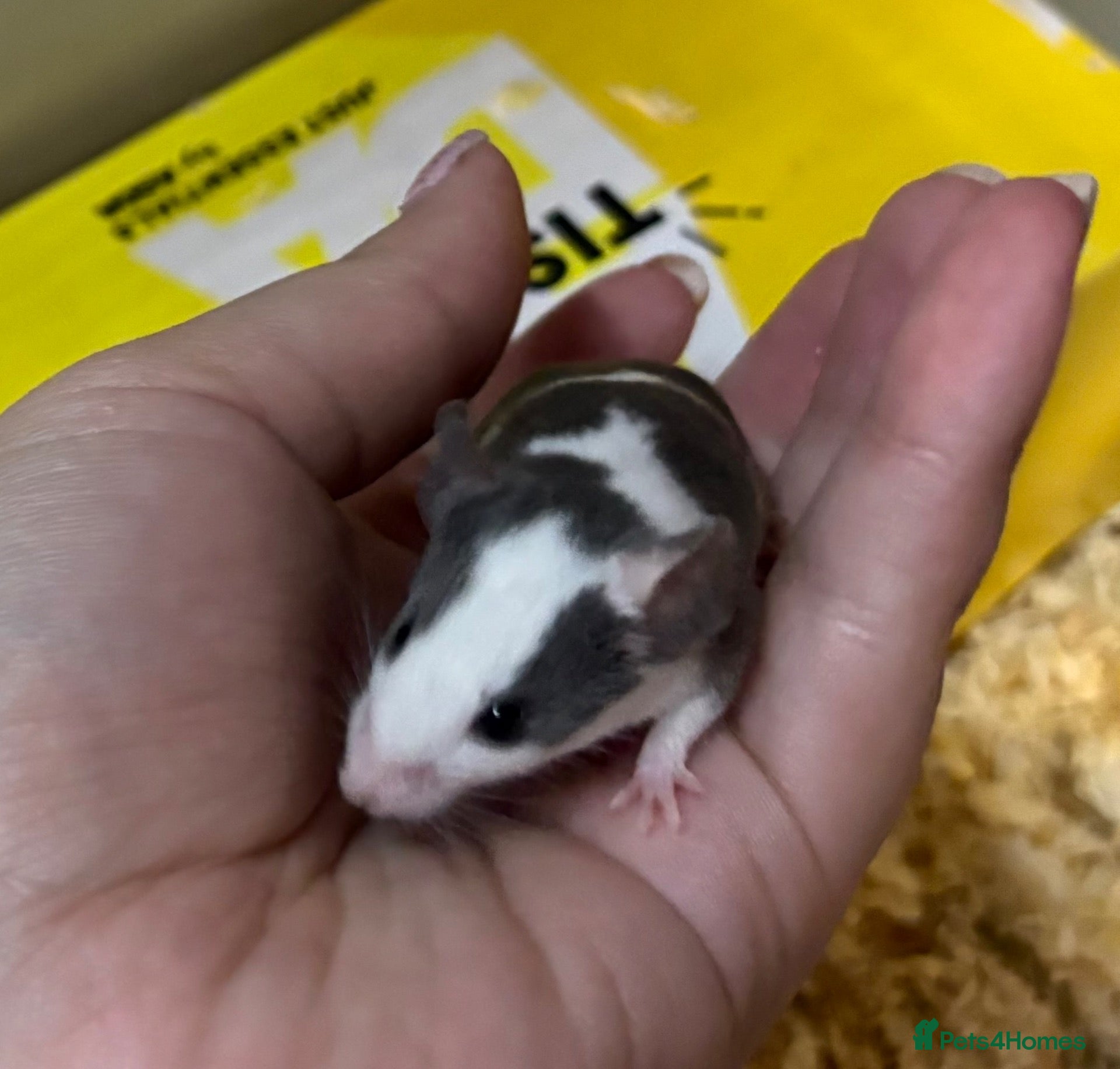 Mouse rodents FRIENDLY BABY MALE FANCY MICE FOR SALE - Advert 9
