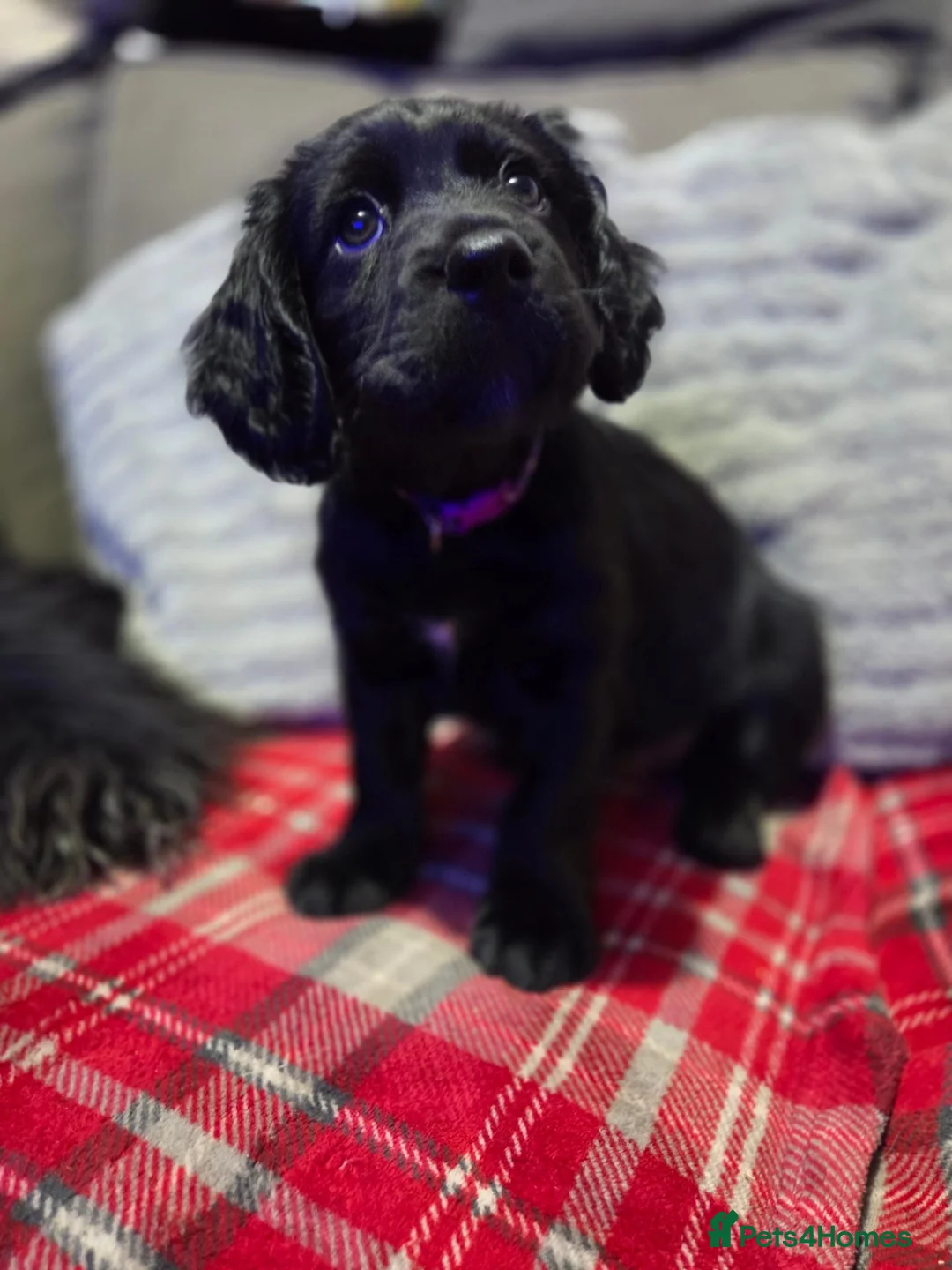Mixed Breed dogs for sale: Field spaniel cross puppies kc Activity registered - Advert 2