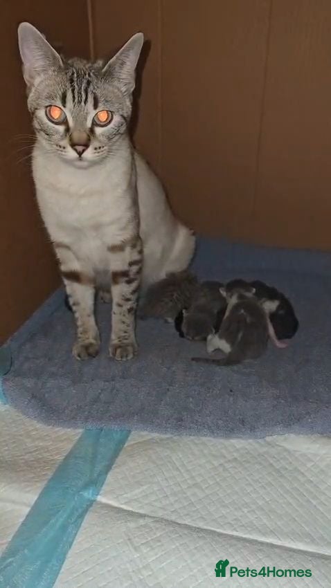 Bengal cats Home-raised Bengal cross/British Shorthair kittens - Advert 1