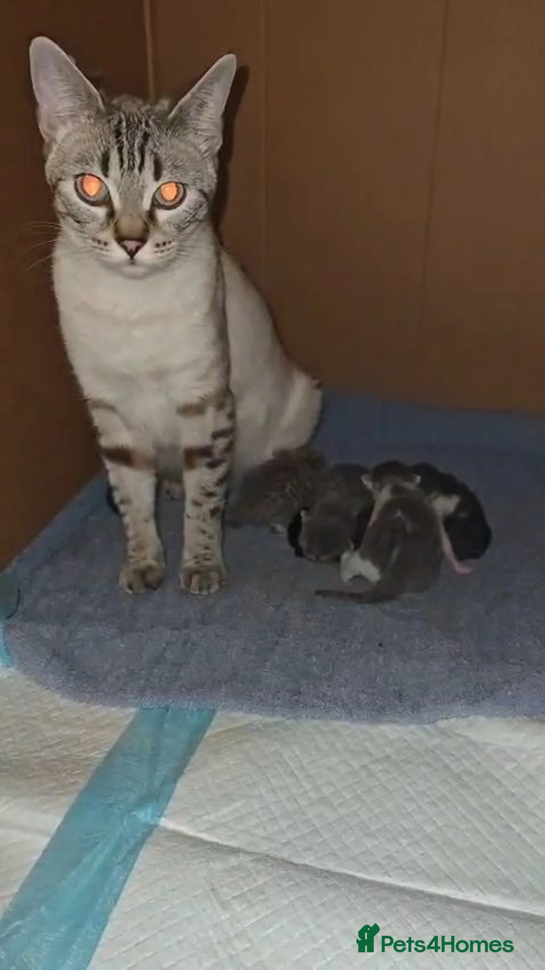 Bengal cats for sale: Home-raised Bengal cross/British Shorthair kittens in Troon - Advert 1
