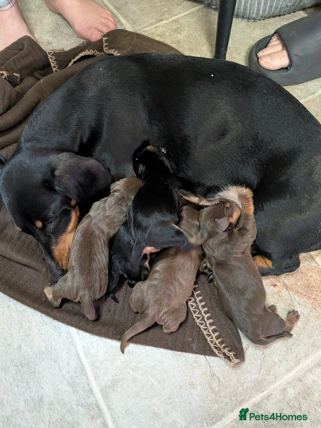 Dachshund dogs for sale: 5 Dachshunds for sale  - Advert 1