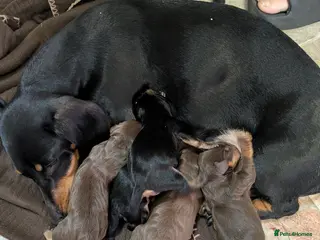 Dachshund dogs 5 Dachshunds for sale - Advert 13