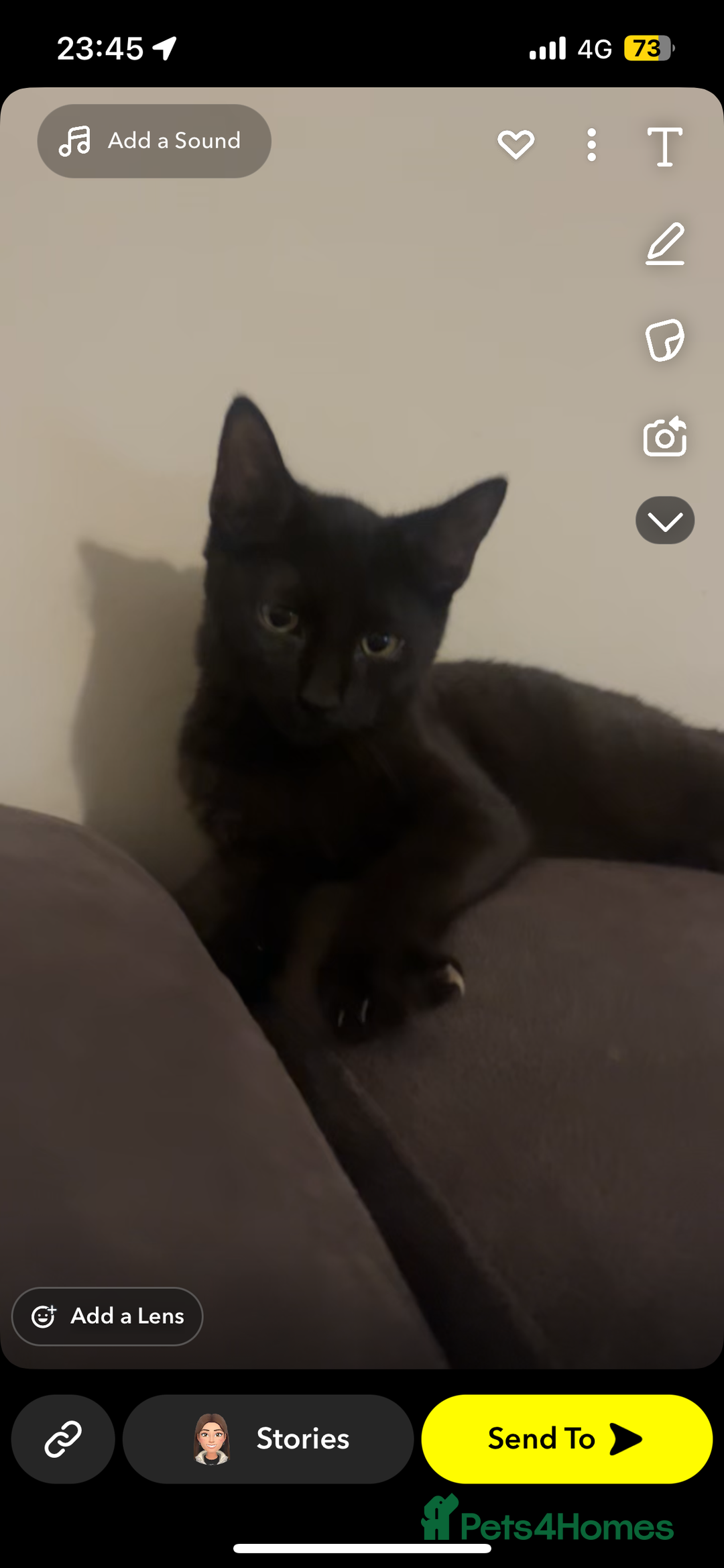 Mixed Breed cats for sale: 1x Black&white female, 1x full black male  - Image 3