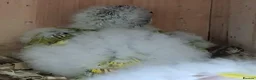 Parakeets birds for sale: Male cinnamon spangle Kakariki for Sale in Wirral - Advert 6