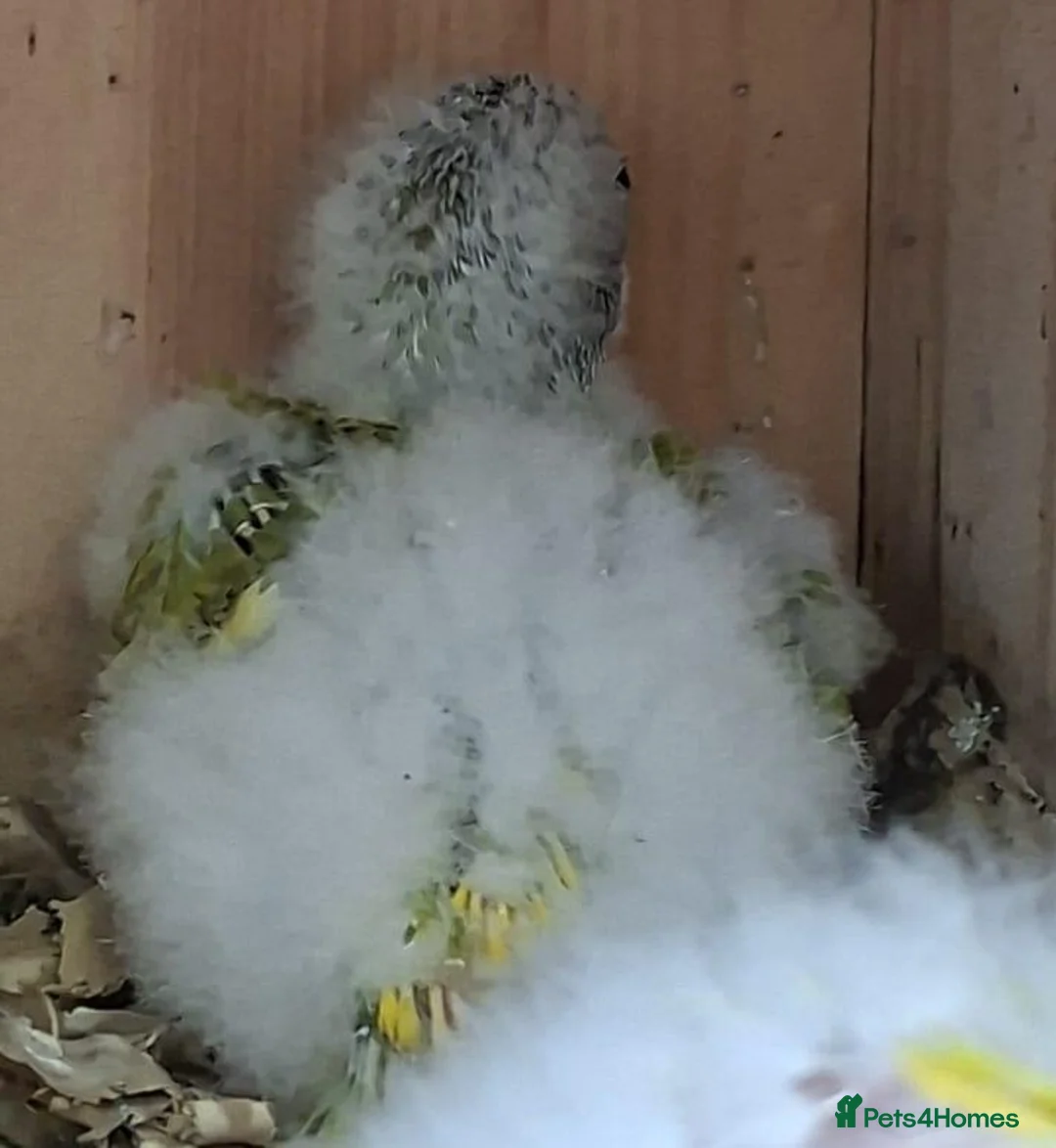 Parakeets birds for sale: Male cinnamon spangle Kakariki for Sale in Wirral - Advert 6