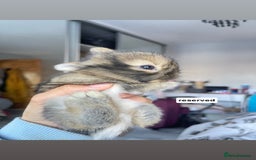 Mini Lion Lop rabbits for sale: Mini lop lion heads  - Image 5