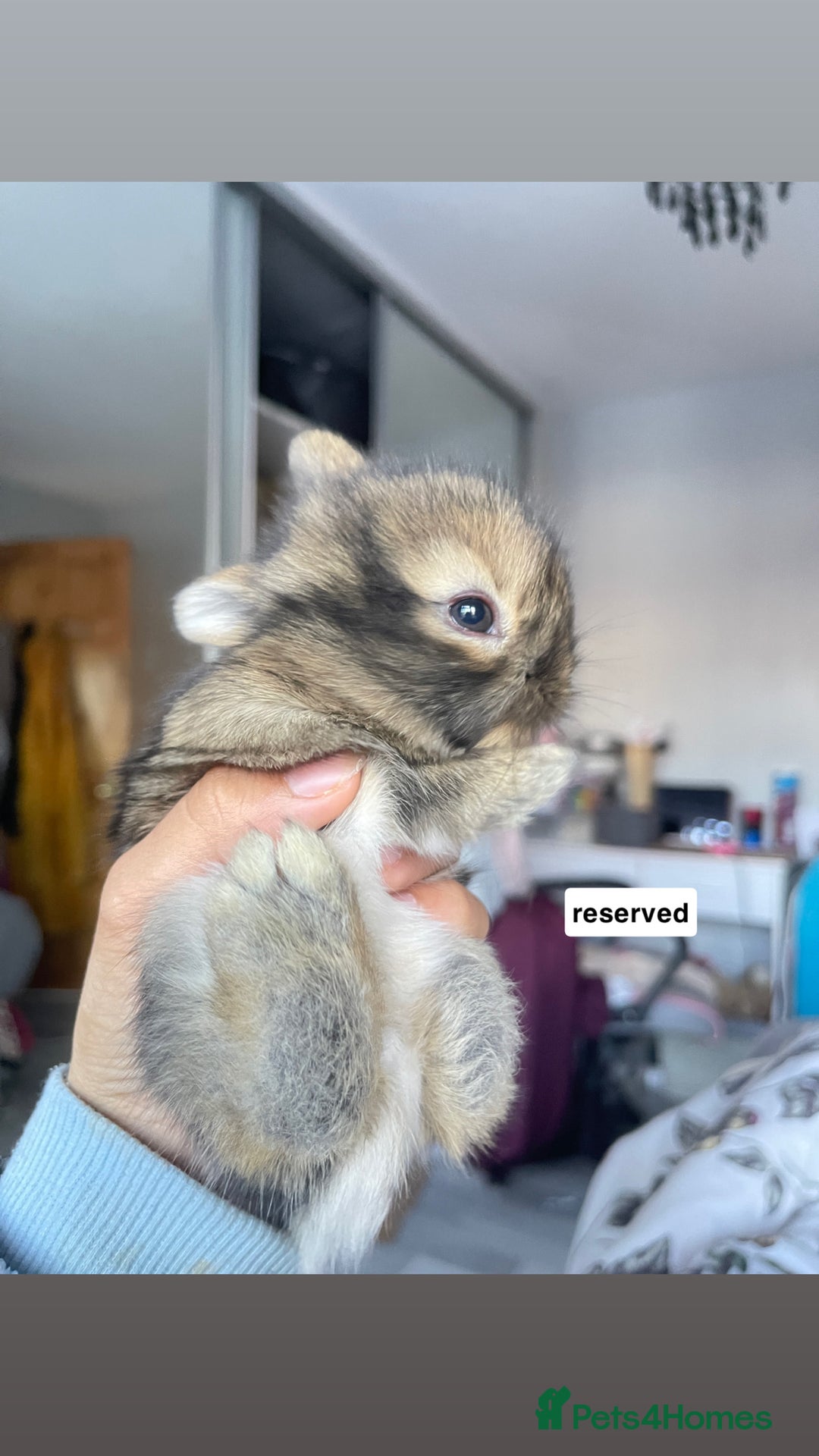 Mini Lion Lop rabbits for sale: Mini lop lion heads  - Image 5