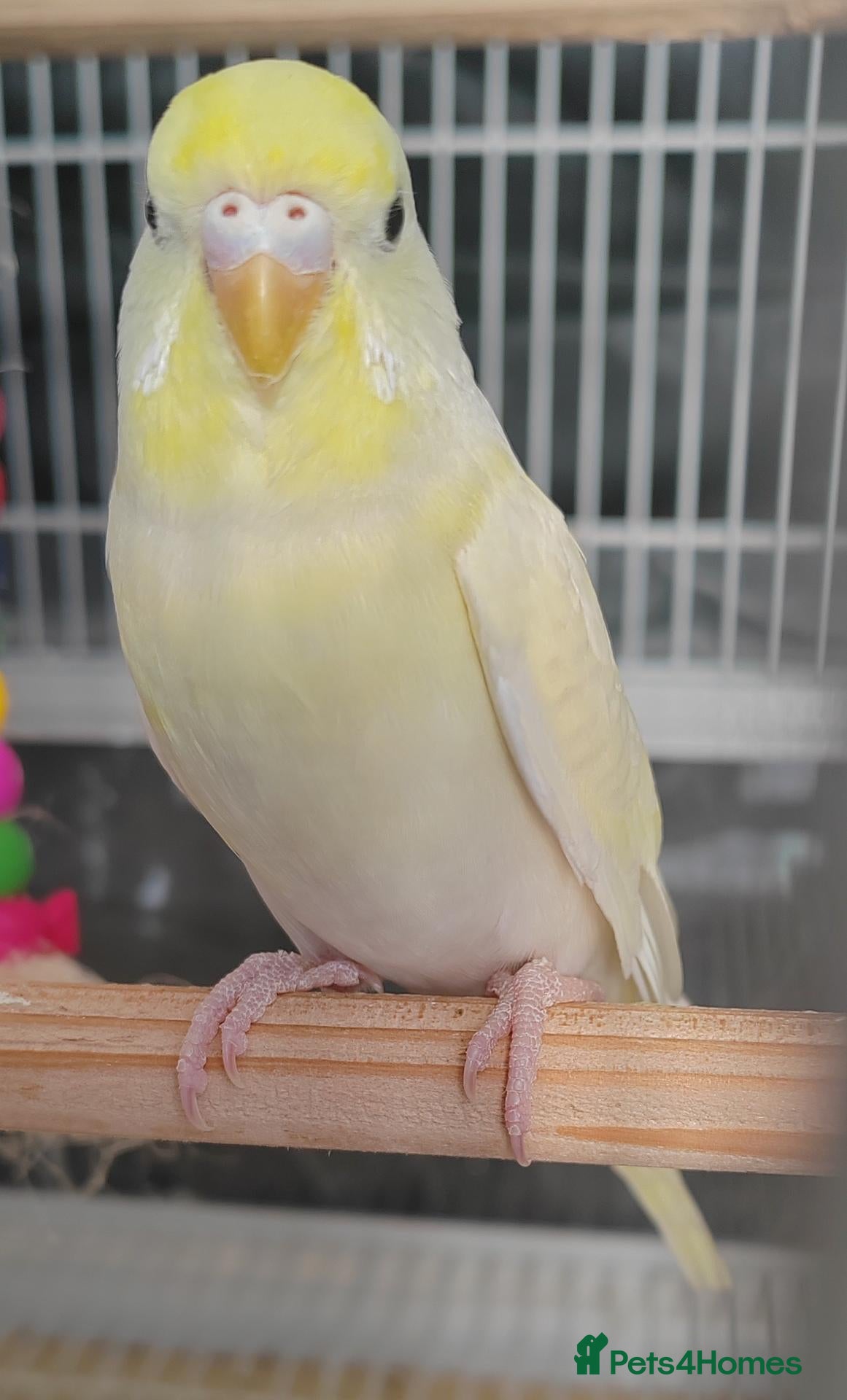 Budgerigars birds Beautiful Baby Budgies  - Advert 11