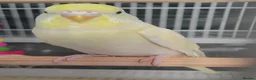 Budgerigars birds for sale: Beautiful Baby Budgies  - Advert 1