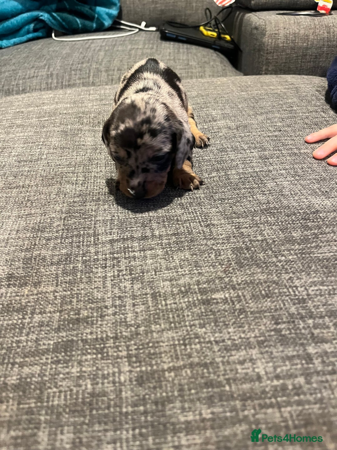 Dachshund dogs for sale: 6 gorgeous little pups - Advert 7