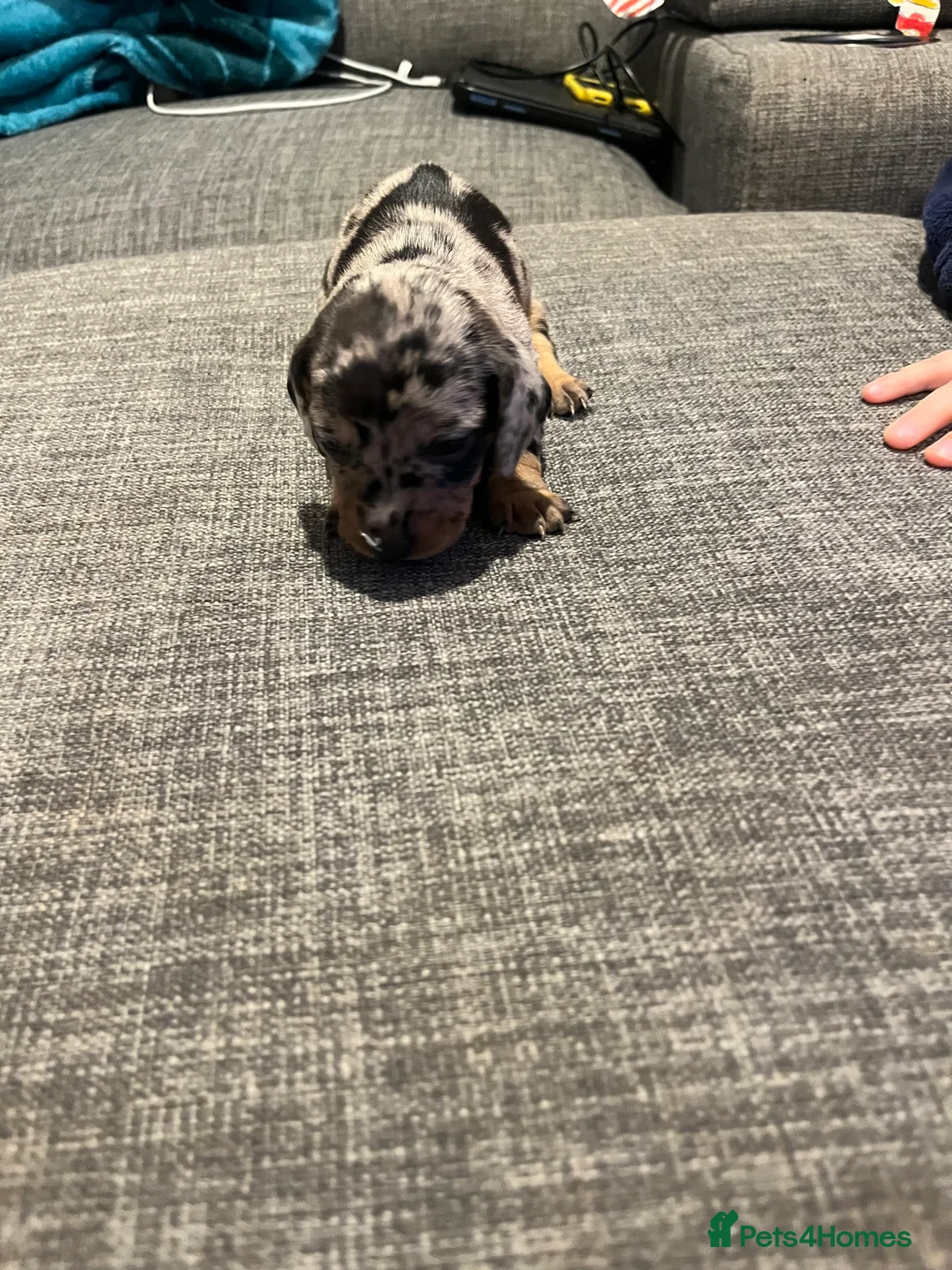 Dachshund dogs for sale: 6 gorgeous little pups - Advert 7