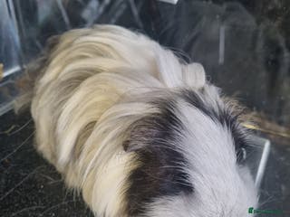 Guinea Pig rodents Three lovely guinea pigs - update. 1 left. - Advert 19