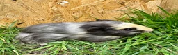 Guinea Pig rodents for sale: Young Guinea pigs  - Advert 9