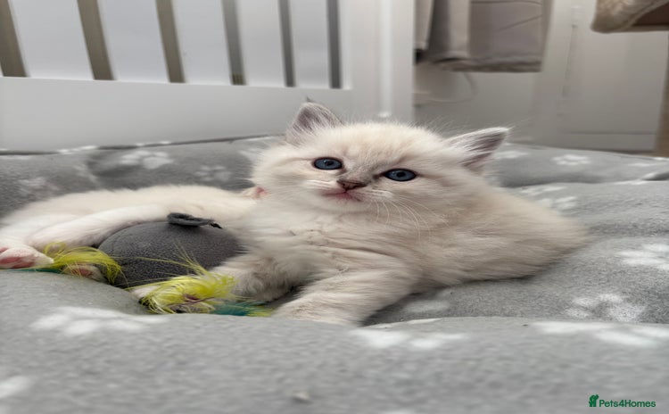 Ragdoll cats - Advert 14