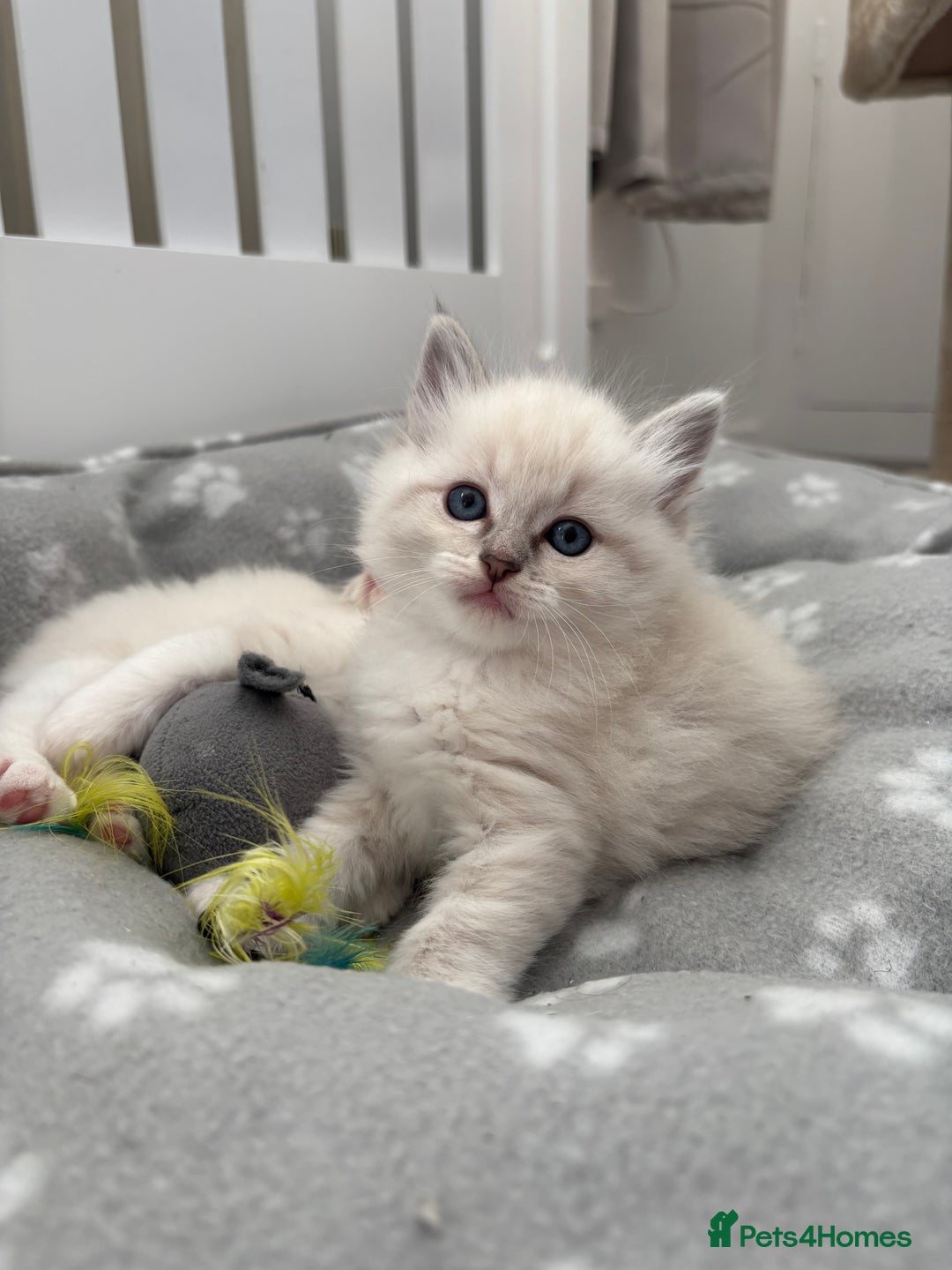 Ragdoll cats for sale: Beautiful ragdoll kittens 🩵 - Image 1