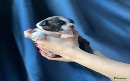 Boston Terrier dogs for sale: Boston terrier puppy - Image 7