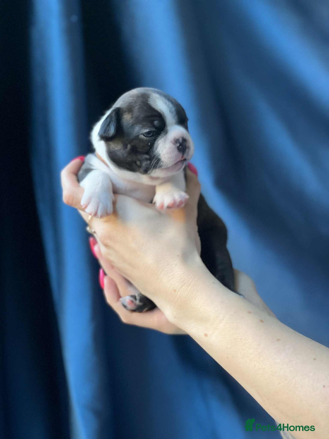 Boston Terrier dogs for sale: Boston terrier puppy - Image 7