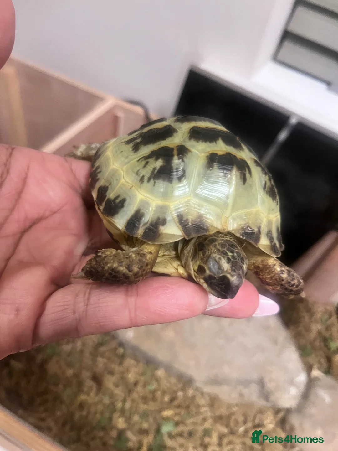 Tortoise reptiles for sale: Young female tortoise 🐢  - Advert 1